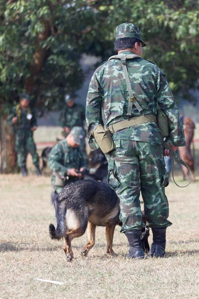 Savaş eğitim köpekleri