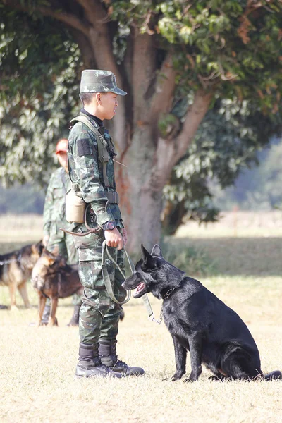 Pelatihan Anjing Perang — Stok Foto