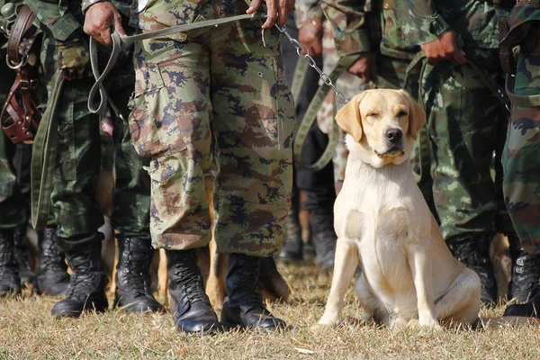 Savaş eğitim köpekleri