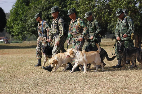 Treinamento de cães de guerra — Fotografia de Stock