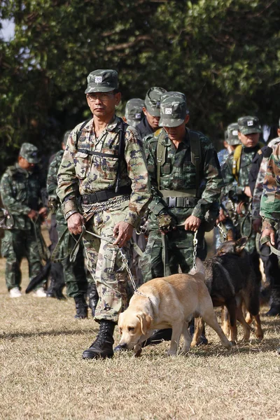 Utbildning hundar av kriget — Stockfoto