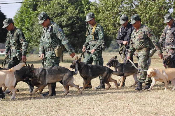 Savaş eğitim köpekleri