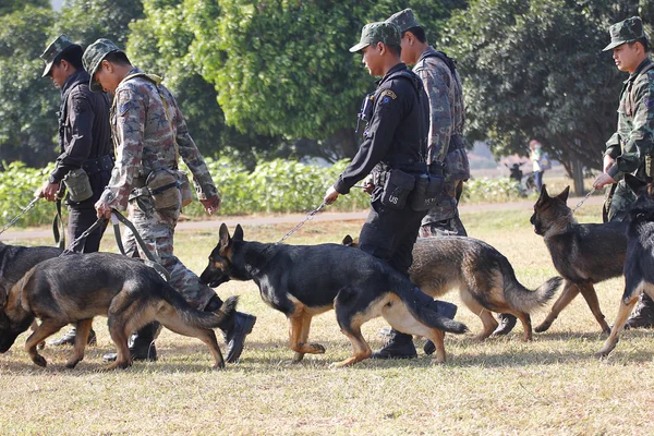 Savaş eğitim köpekleri