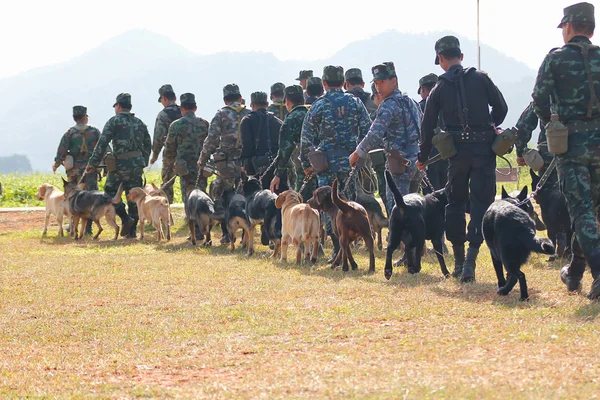 Savaş eğitim köpekleri — Stok fotoğraf