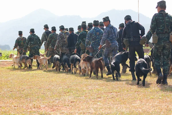Addestramento cani da guerra — Foto Stock