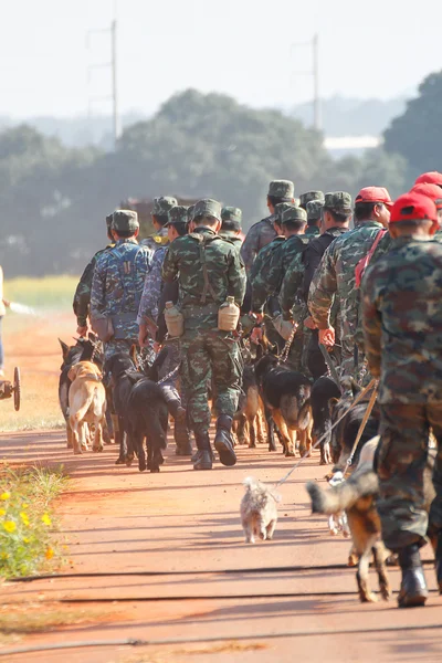 Utbildning hundar av kriget — Stockfoto