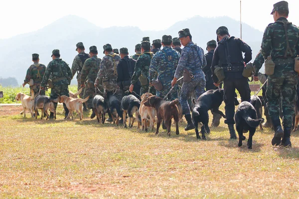 Savaş eğitim köpekleri — Stok fotoğraf