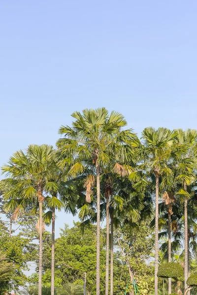 Weergave van palmbomen — Stockfoto