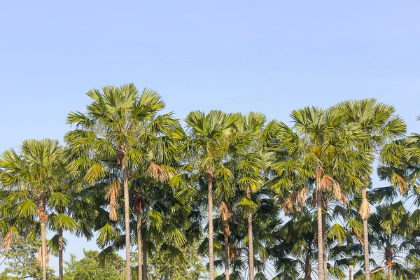 Weergave van palmbomen — Stockfoto