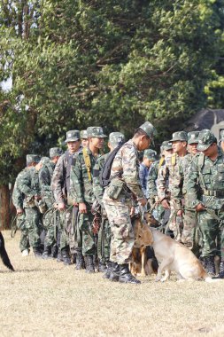 Savaş eğitim köpekleri