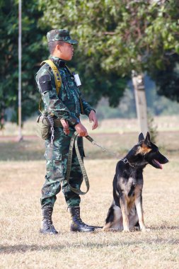 Savaş eğitim köpekleri