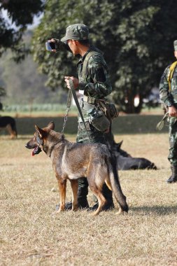 Savaş eğitim köpekleri