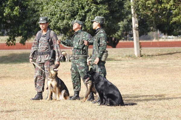 Chiens d'entraînement de la guerre — Photo