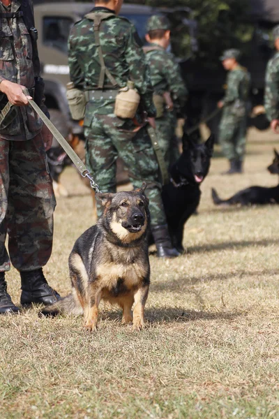 Výcvik psů války — Stock fotografie