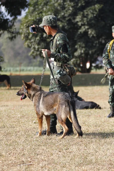 Savaş eğitim köpekleri