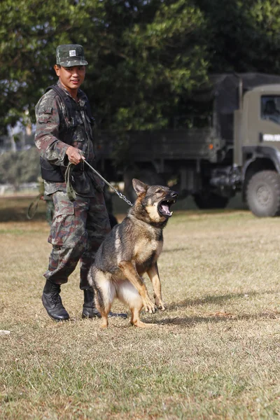 Træning Hunde of War - Stock-foto