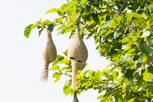 Ninho de pássaro tecelão baya — Fotografia de Stock