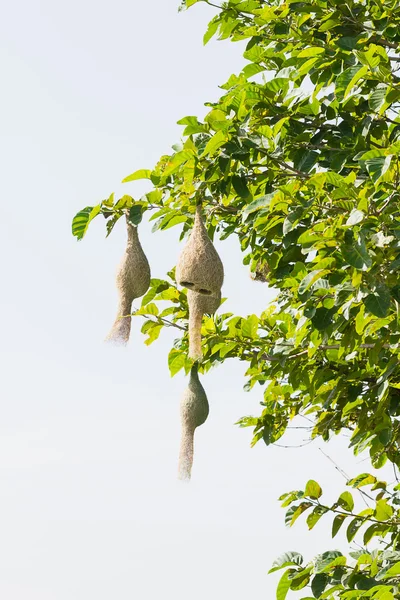 Baya weaver ptačí hnízdo — Stock fotografie