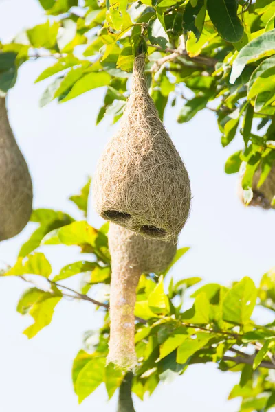 Baya tkacz ptak gniazdo — Zdjęcie stockowe