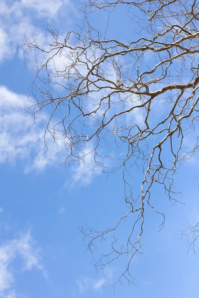 Pobočka uschlého stromu — Stock fotografie