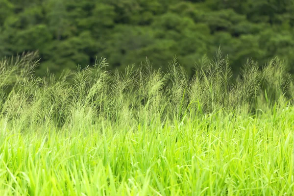 Nahaufnahme grüne Rasenfläche — Stockfoto