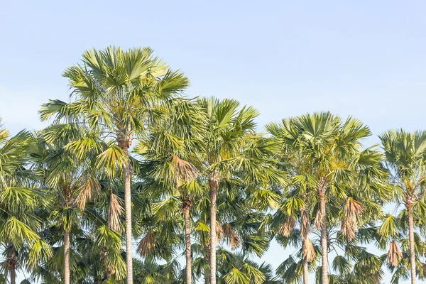 Weergave van palmbomen — Stockfoto