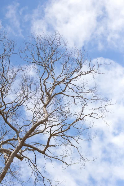 Rama del árbol muerto — Foto de Stock