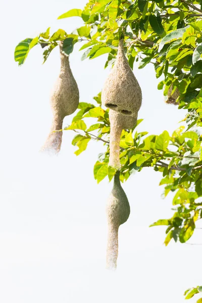 Baya Weber Vogelnest — Stockfoto