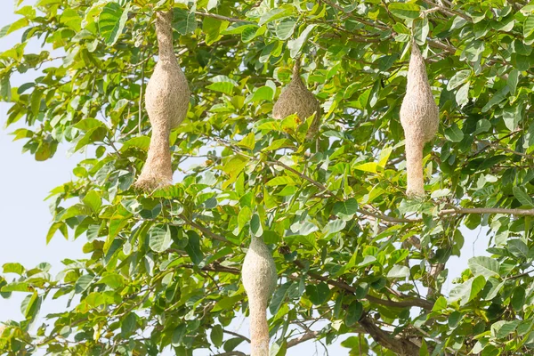 Baya het nest van de vogel van de weaver — Stockfoto