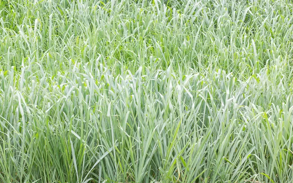 Close up Green grass field — Stock Photo, Image