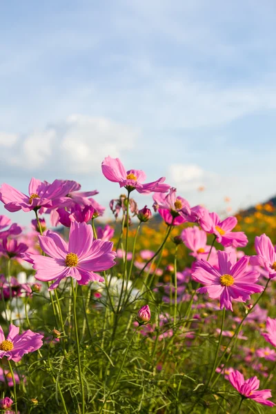 Pink cosmos flower in garden — Stock Photo, Image