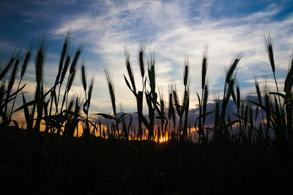 Vete fält i landsbygden agent sunset — Stockfoto