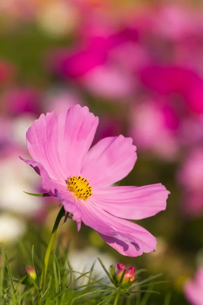 Nära håll rosa kosmos blomma — Stockfoto