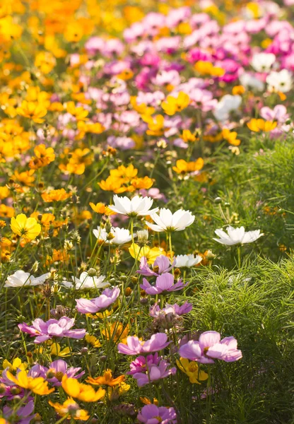Cosmos πολύχρωμο λουλούδι στον κήπο — Φωτογραφία Αρχείου