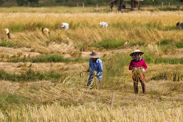 Los agricultores están cosechando arroz — Foto de Stock