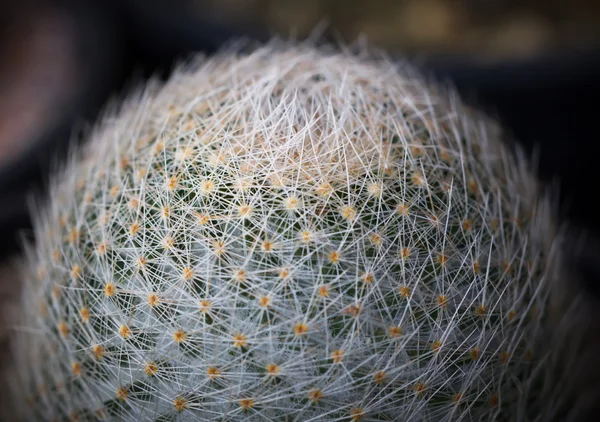 Cerca de cactus pequeños — Foto de Stock