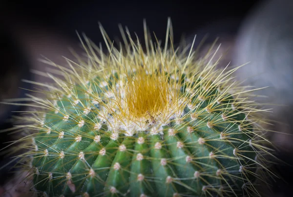 Cerca de cactus pequeños — Foto de Stock