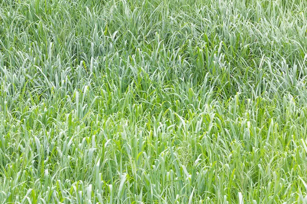 Close up Green grass field — Stock Photo, Image