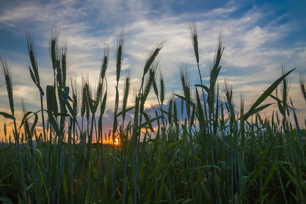 Primer plano Campo de trigo en el campo — Foto de Stock