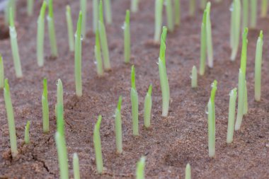 Büyüyen genç tatlı mısır fide