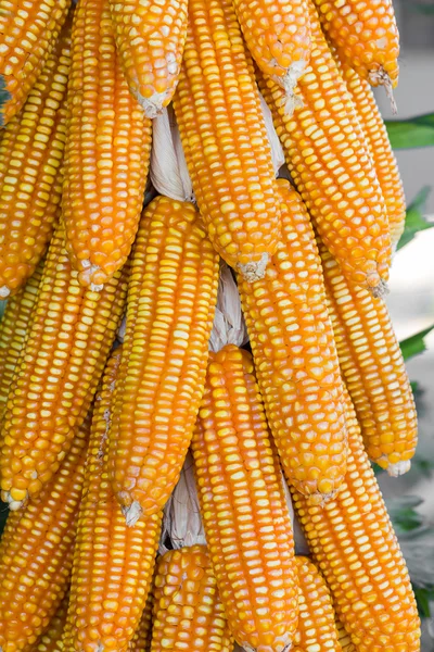 Torkad majs i skördetid — Stockfoto