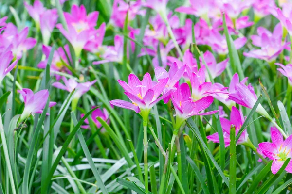 Rain lily flower in garden — Stock Photo, Image