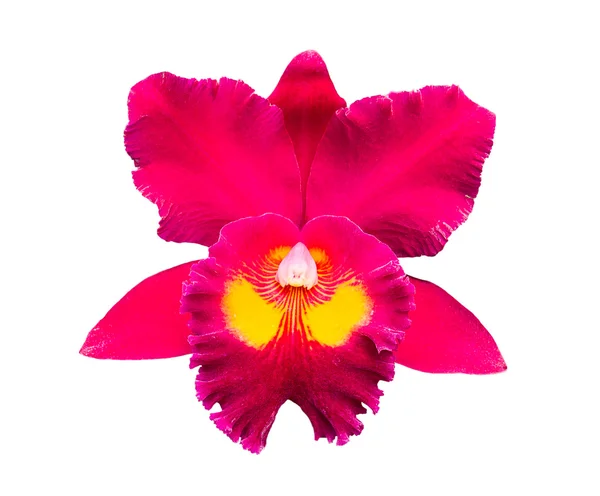 Red orchid isolated on white — Stock Photo, Image