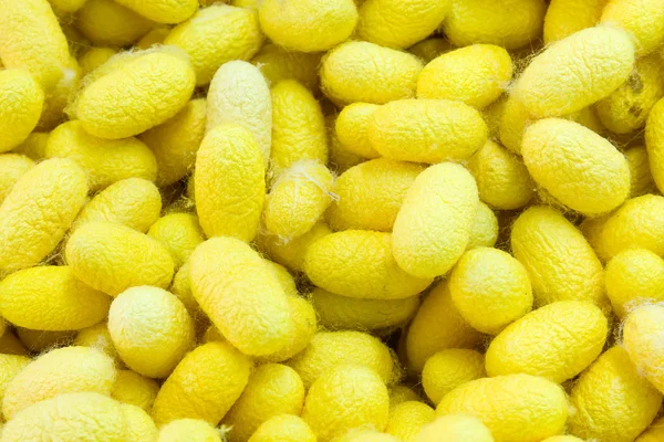 Nära håll gula silkworm cocoon — Stockfoto