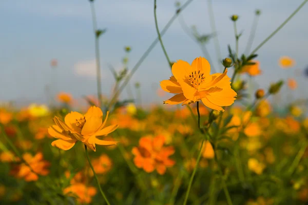 Narancssárga cosmos virág mező — Stock Fotó