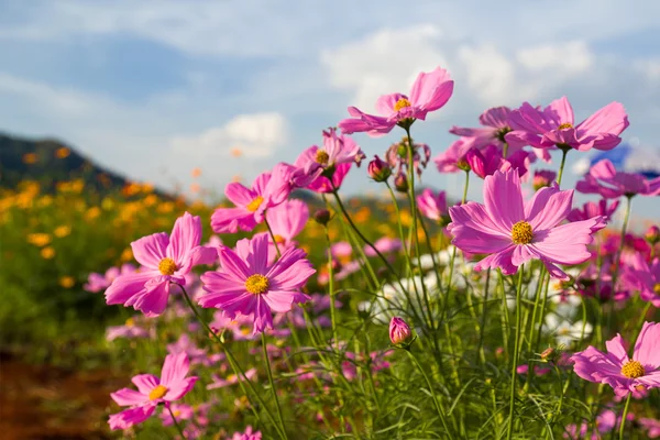 Pink cosmos flower in garden — Stock Photo, Image