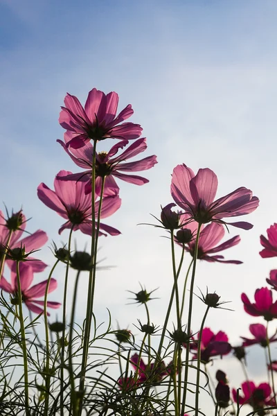 Rosa kosmos blomma — Stockfoto