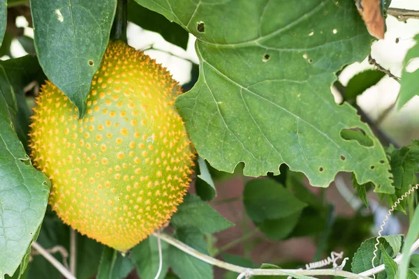 Pepino amargo da mola ou fruta de Gac — Fotografia de Stock