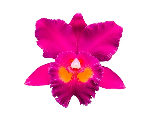 Mor orkide beyaz izole — Stok fotoğraf