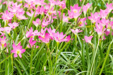 Peri Lily Çiçek bahçesinde